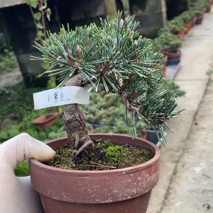 完全开放寿松盆景老桩