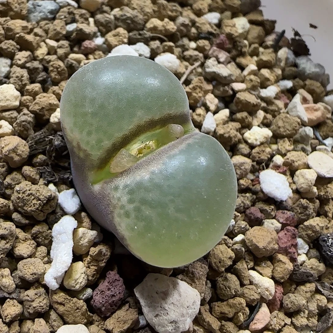 11.20。   母本风铃。  2005