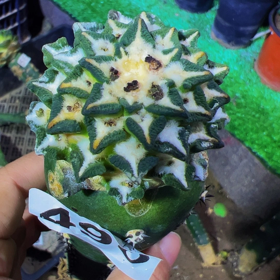 无花朵黑牡丹仙人球498