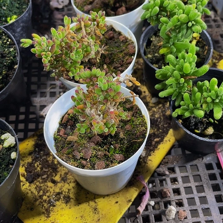 红宝石枝干带盆土发