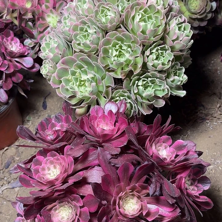多肉植物法师2颗11