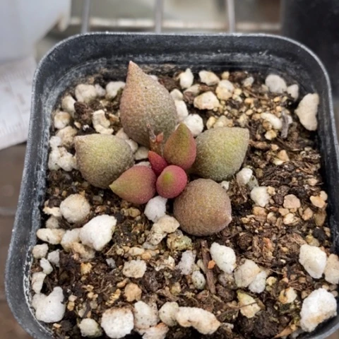 小辣椒水泡5水泡系列