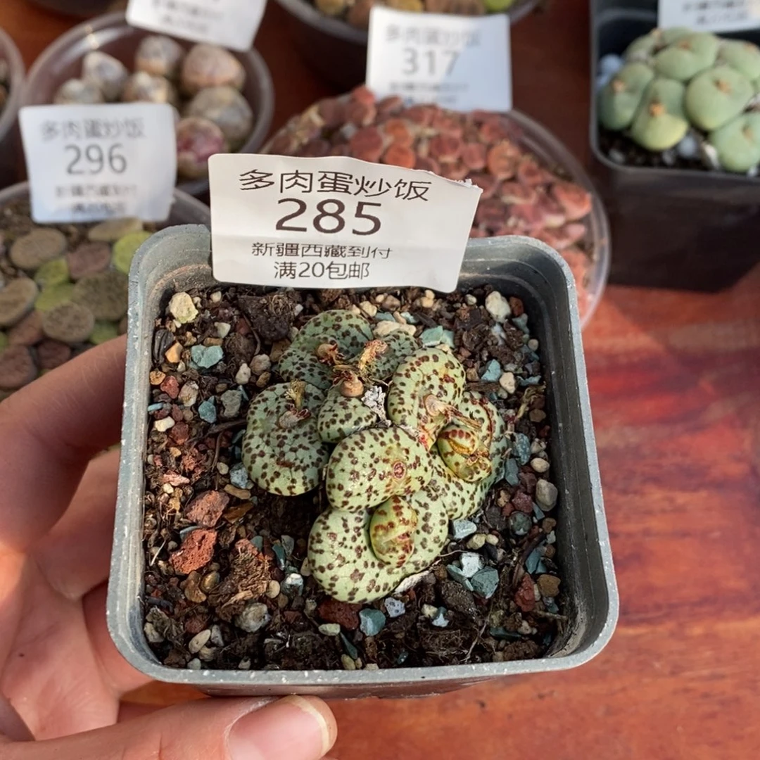 感谢您的支持，00285