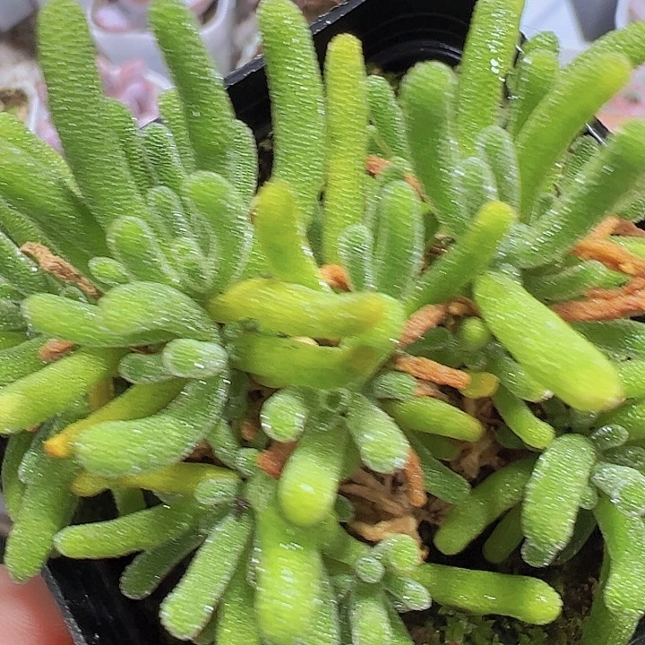 荧光兔枝干19包邮多肉植物