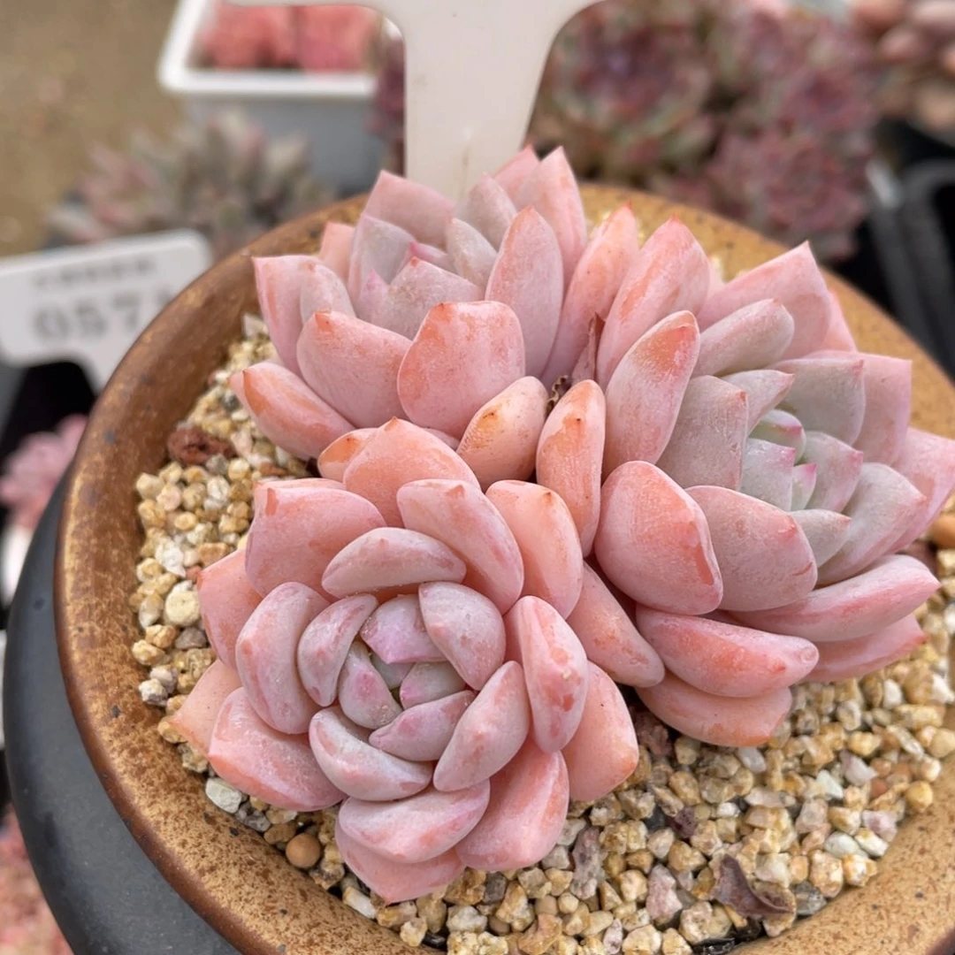 0074梦之雪不带盆8厘米