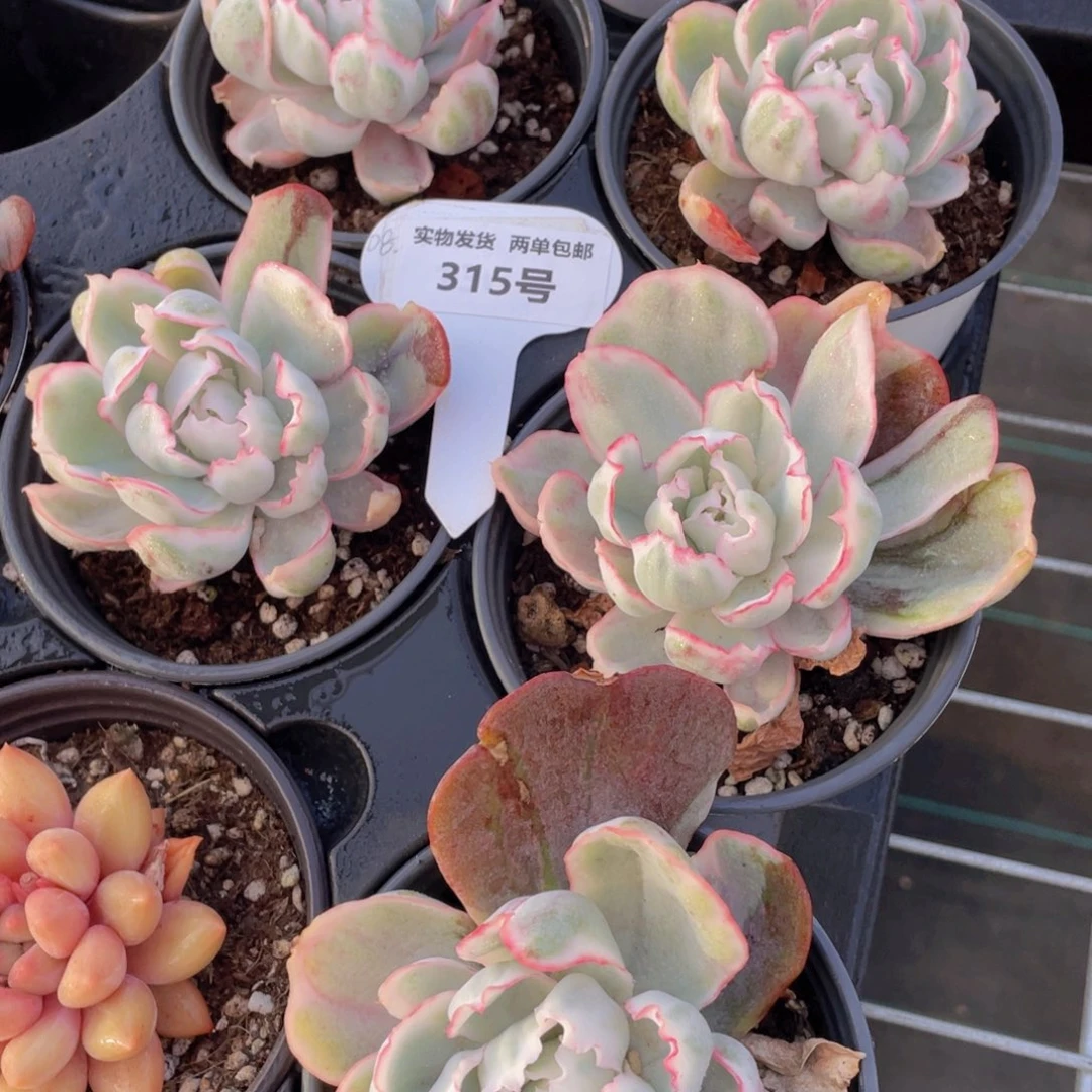 315号 老桩精品伯克利锦单头一个