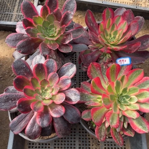 990多肉植物组合