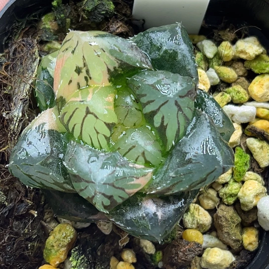 1OM玉露锦头家多肉十二卷