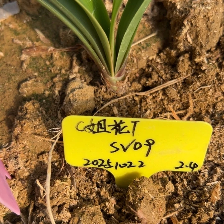 重瓣朱顶红Sv09 2.4