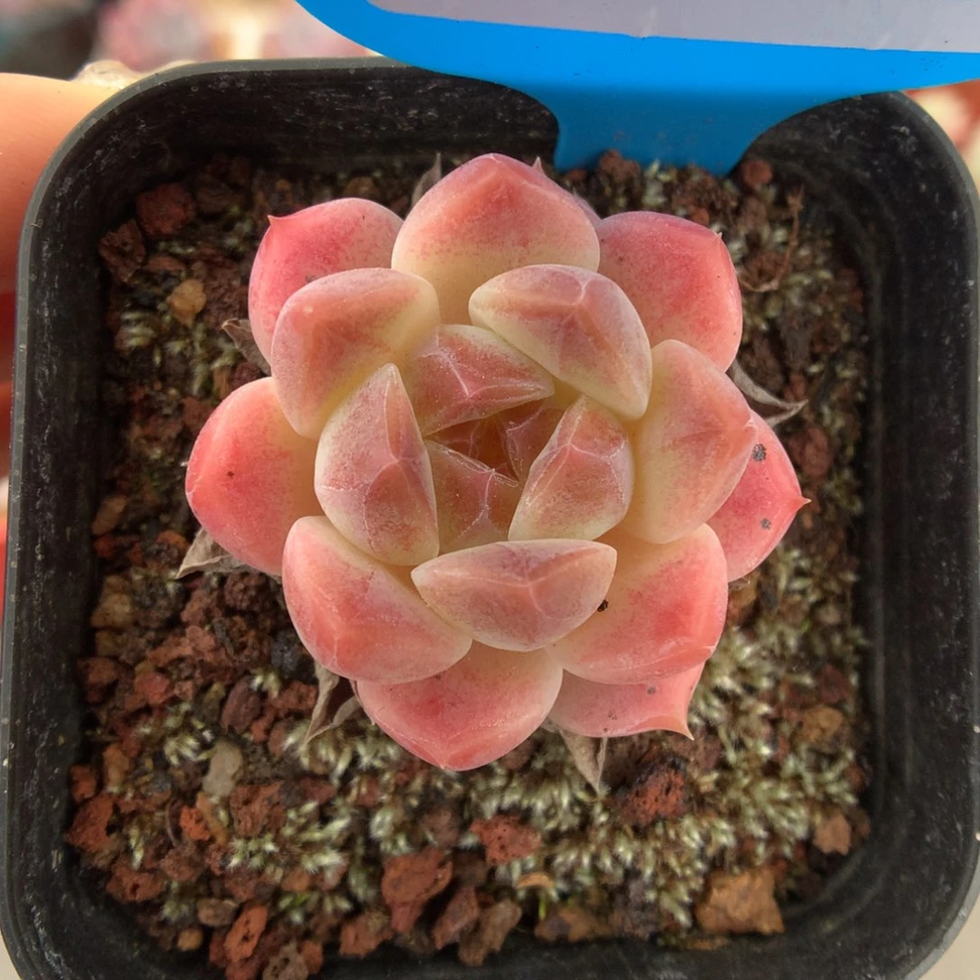 723粉冰魄多肉植物