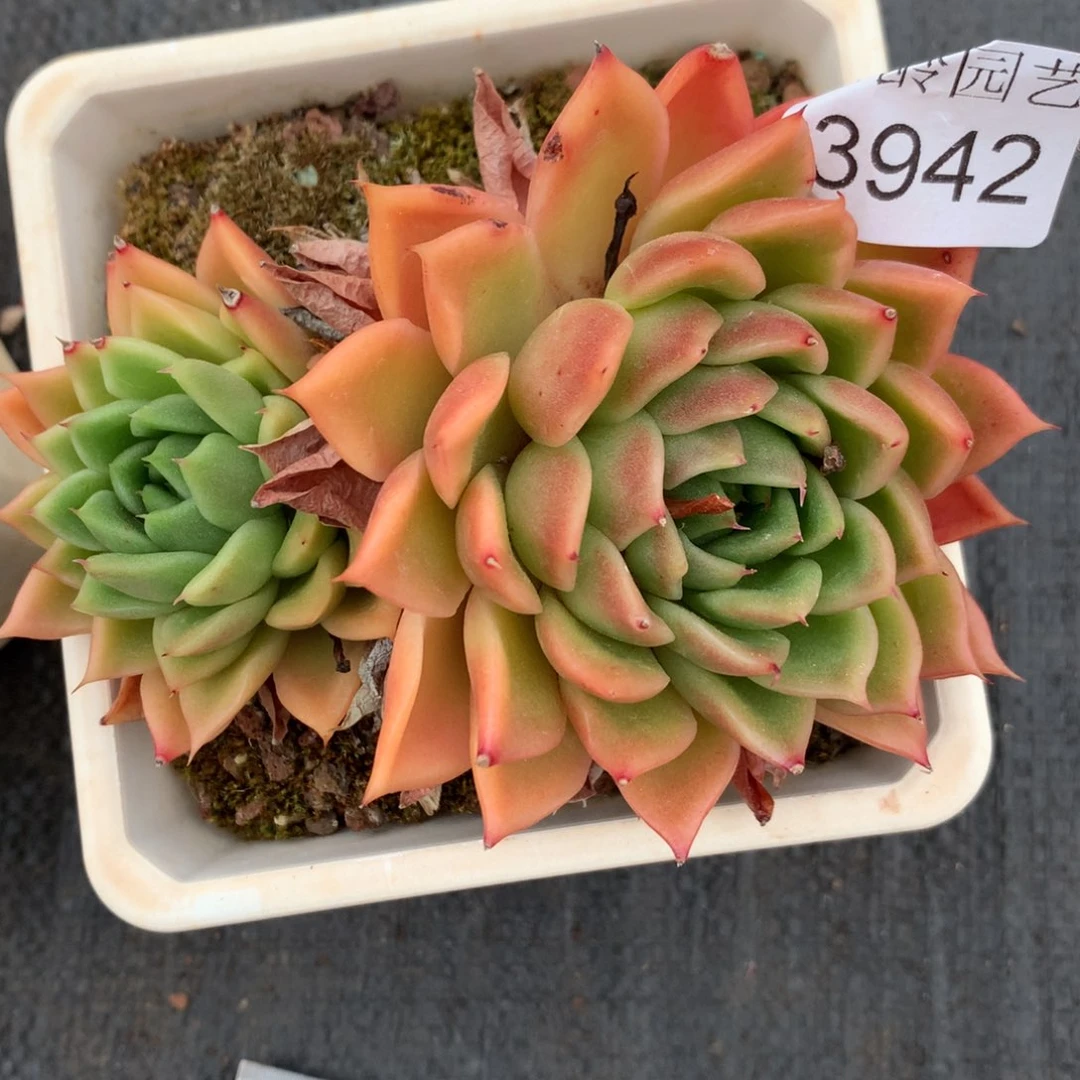 ，***子3942杂交精品基地10厘米