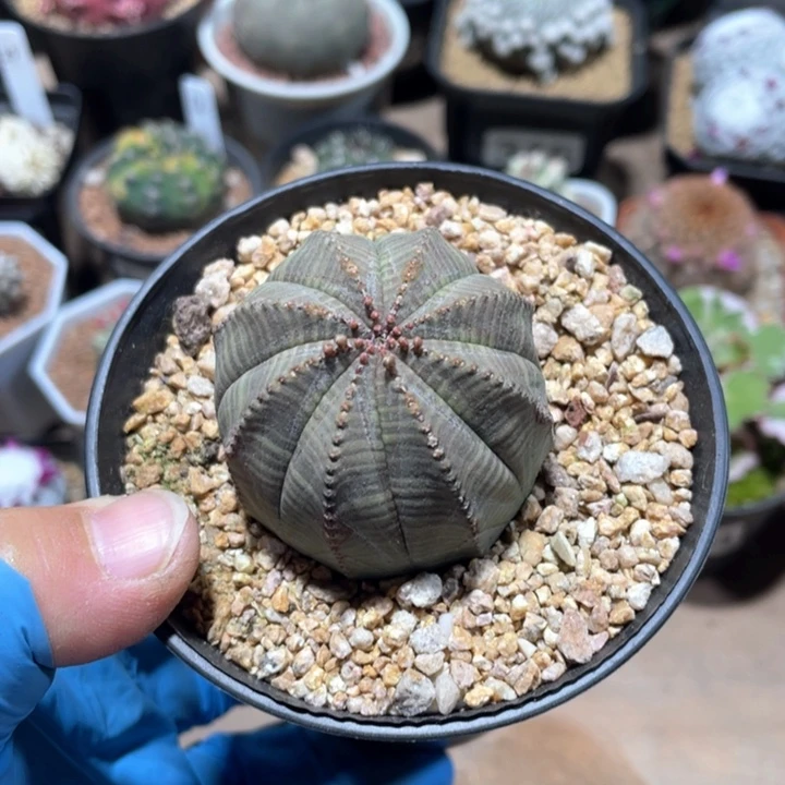 782布纹球仙人球