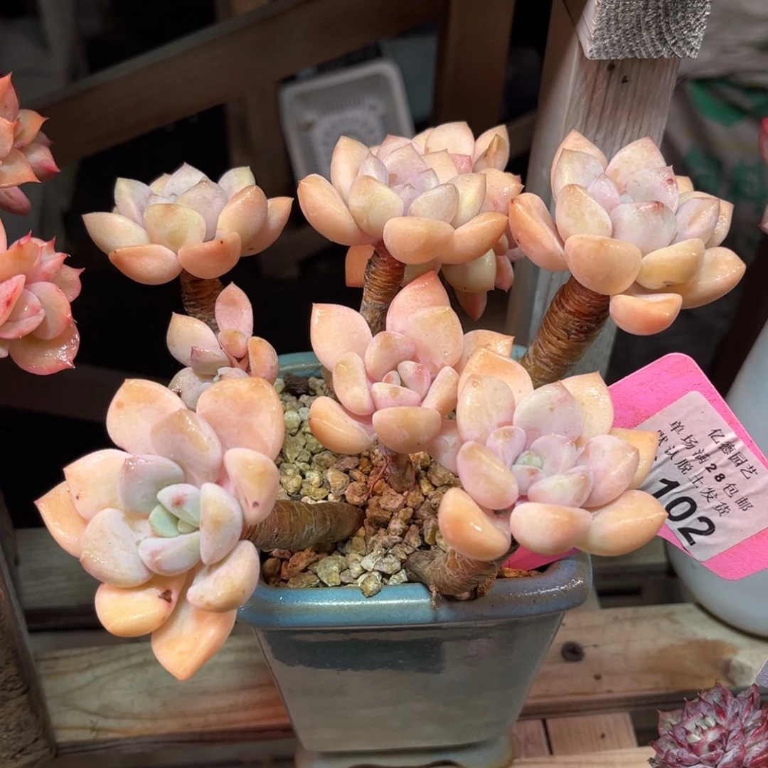102杂交多肉植物funvjunm