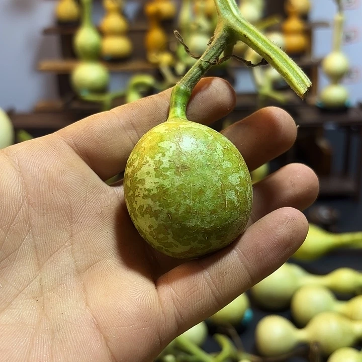 喜***哆大叶紫檀（黑酸枝木类）