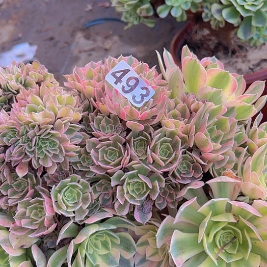 A***诺多肉植物一个女神追