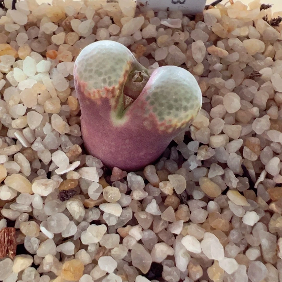 0204-108多肉彩虹多肉