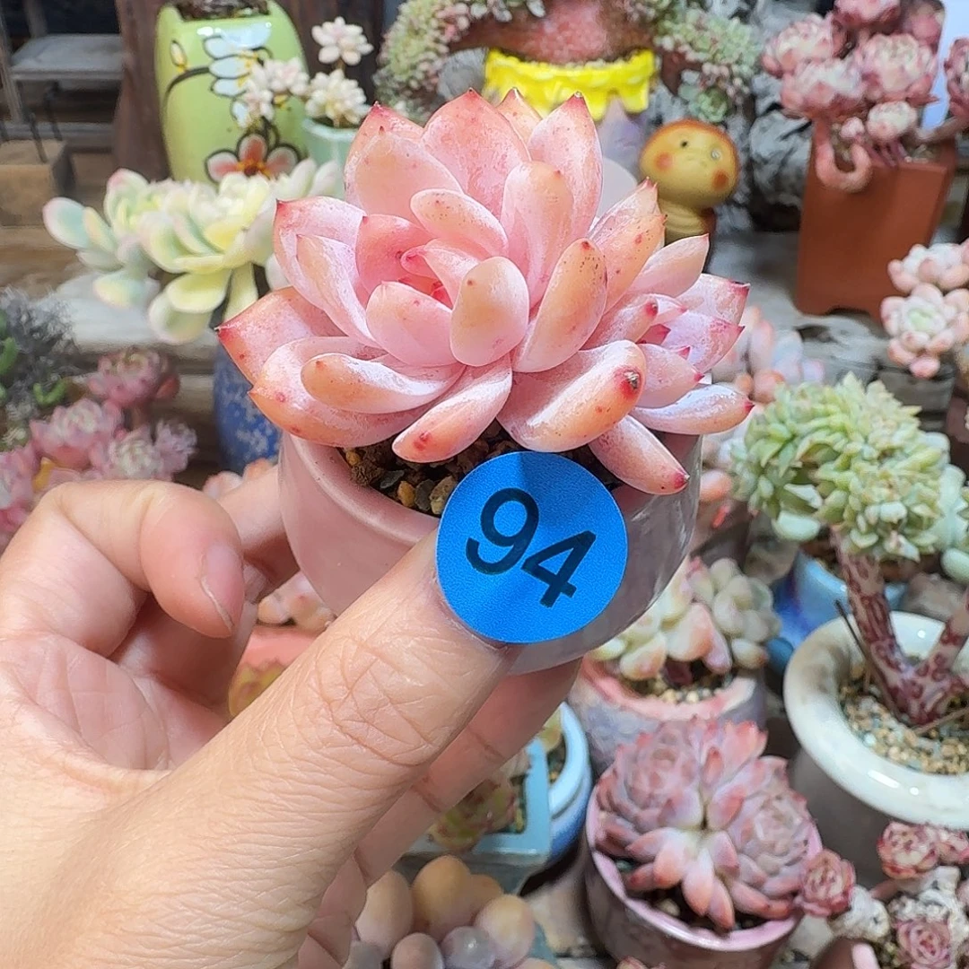 94 多肉含盆土 30元包邮非偏远