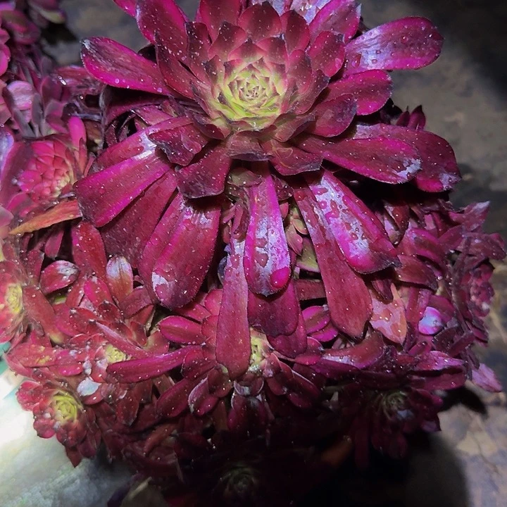 精品美姬捧花亏本福利