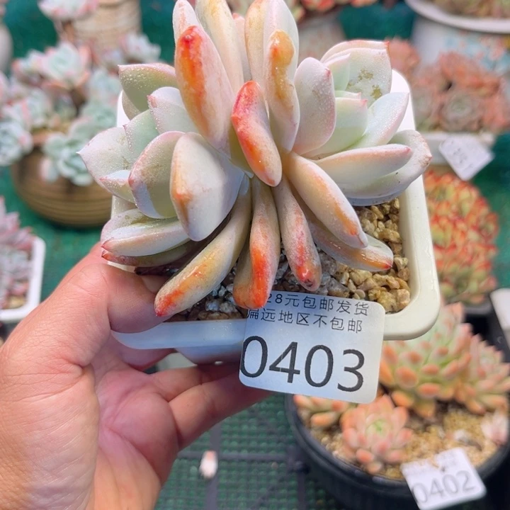 大0403；zvxbxbvbbb