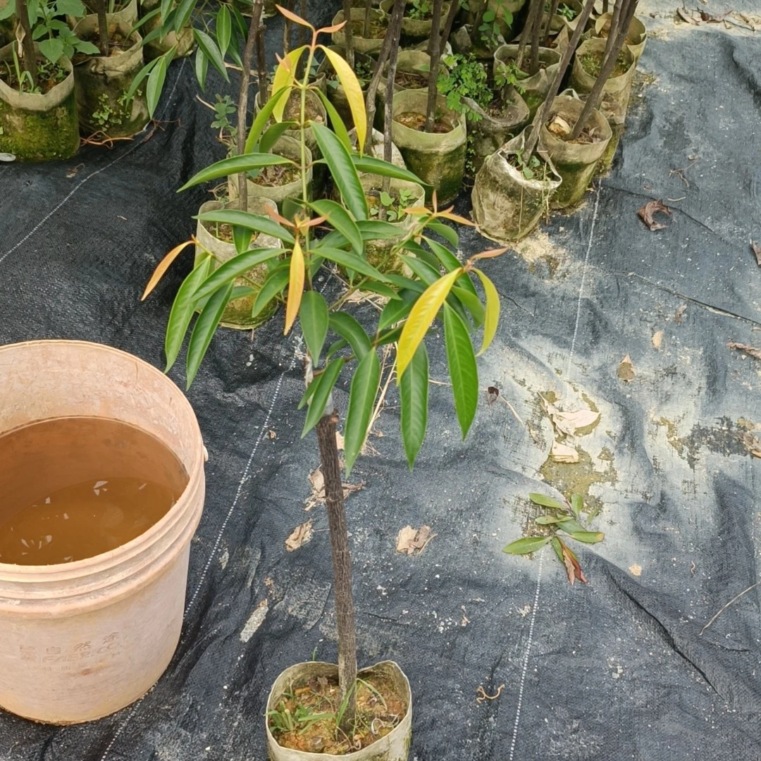细叶金山竹嫁接苗
