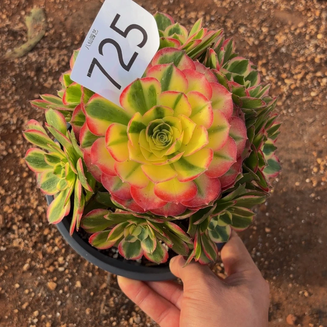 725多肉植物海鲜特价