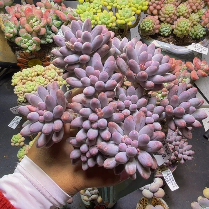 婴儿手指588/10cm多肉