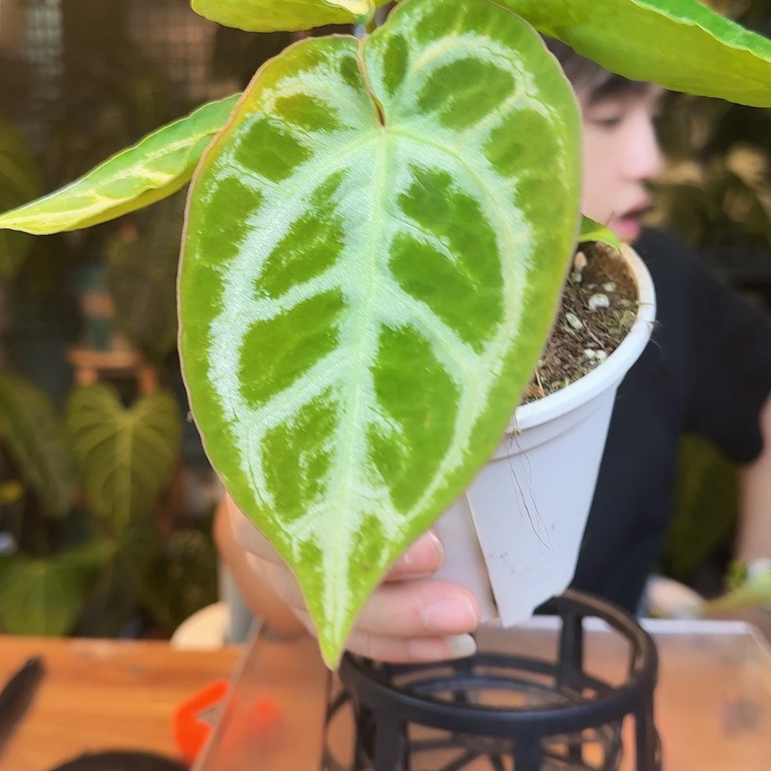 完全开放J43印尼硬叶银刷子