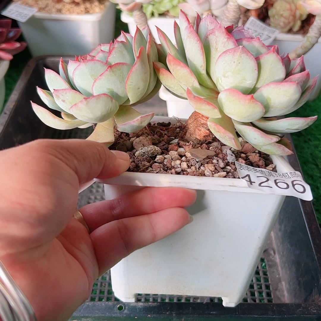 无花朵多肉一物一拍植物4266