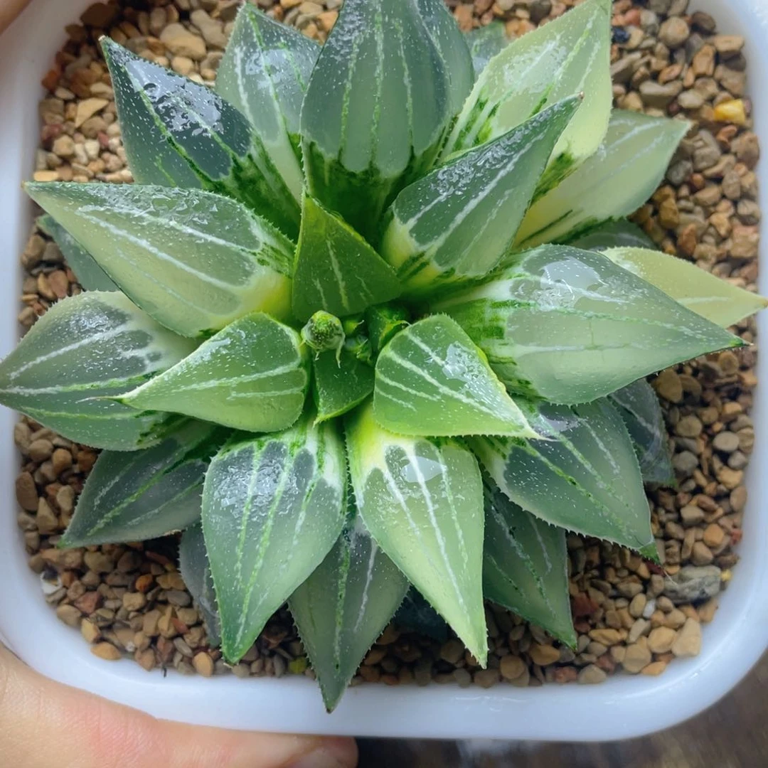 小*十二卷多肉大白鲨➕实生寿锦。