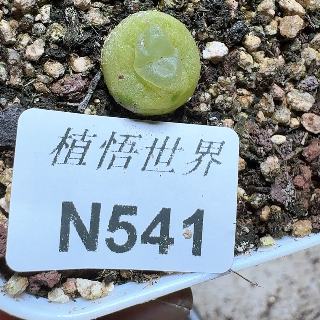 541号多肉植物哇f f