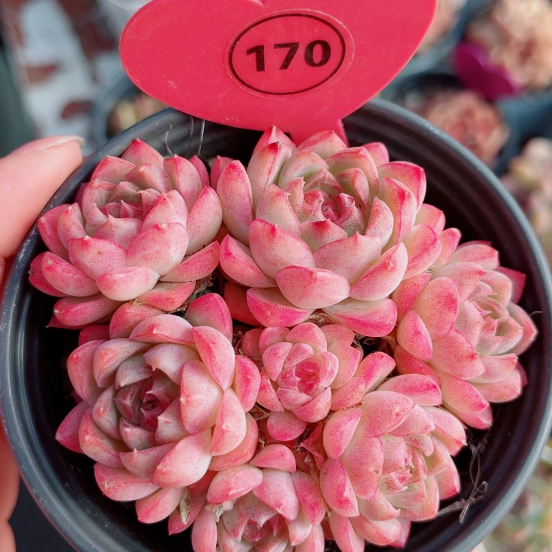 170号小老桩女王群