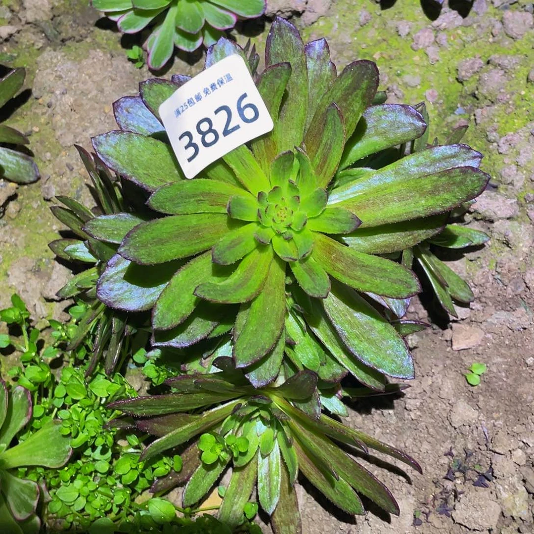 3826桃花石锦多肉植物