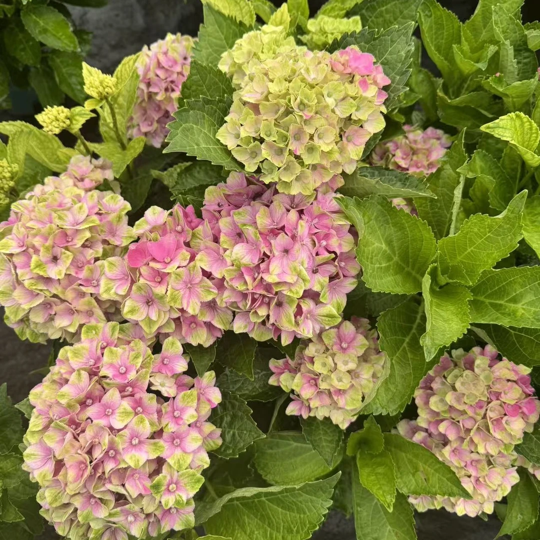 魔幻紫水晶绣球花盆栽庭院阳台花卉植物喜水易养护