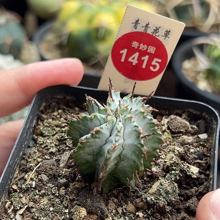 实生白衣魁伟玉一棵仙人球