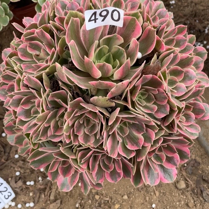 无花朵490多肉植物女妖