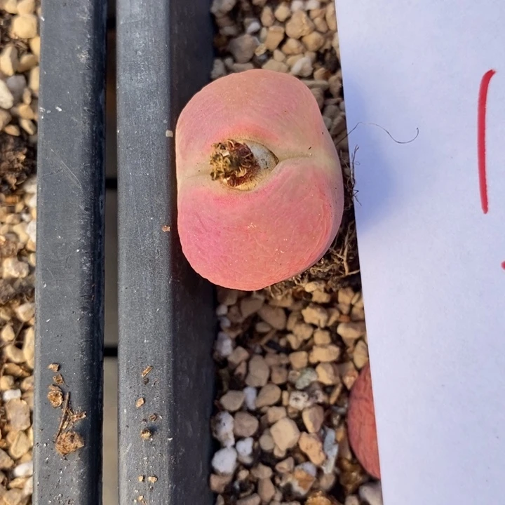 1954一颗一颗一颗