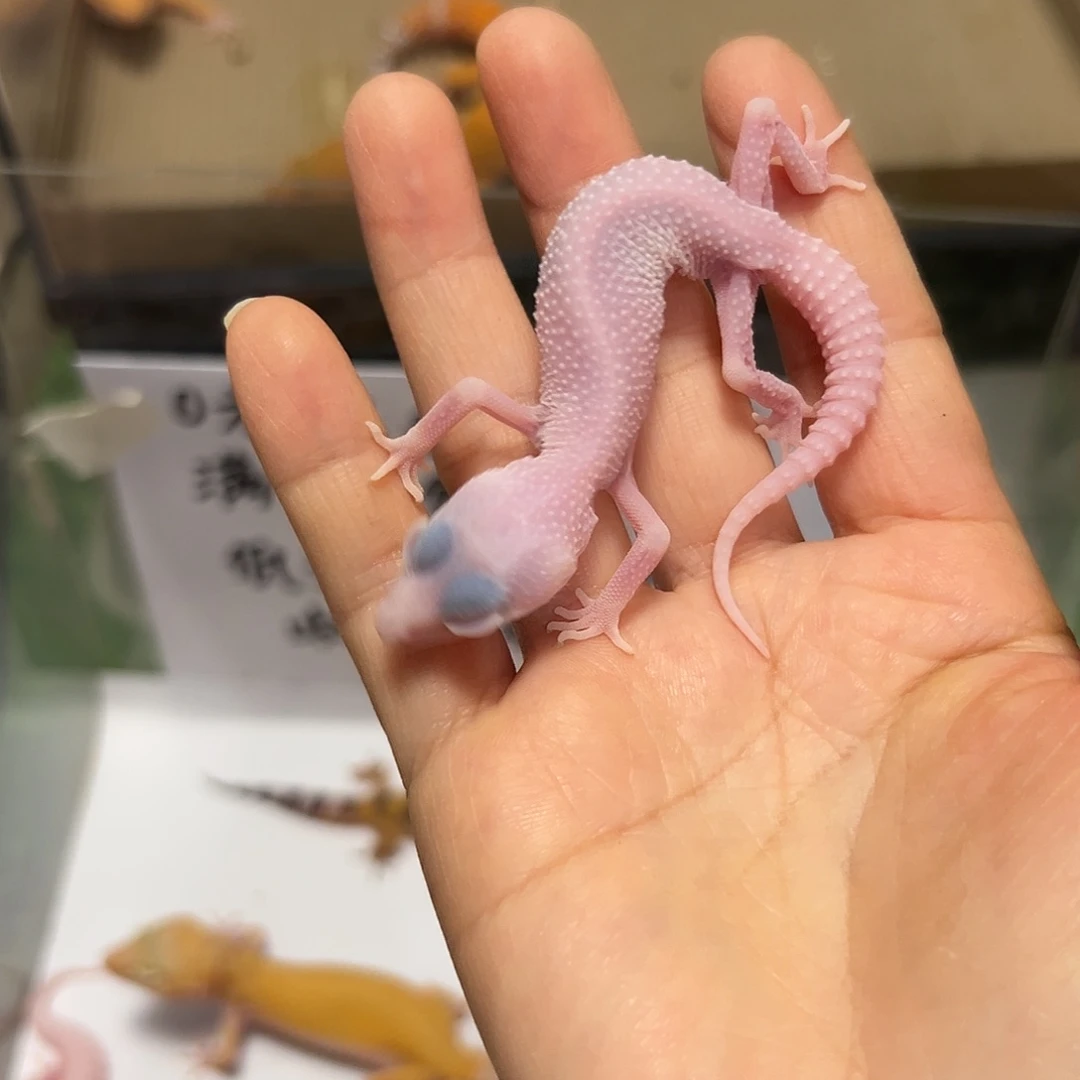 豹纹守宫豹纹守宫