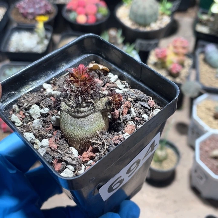 694象鼻大戟块根