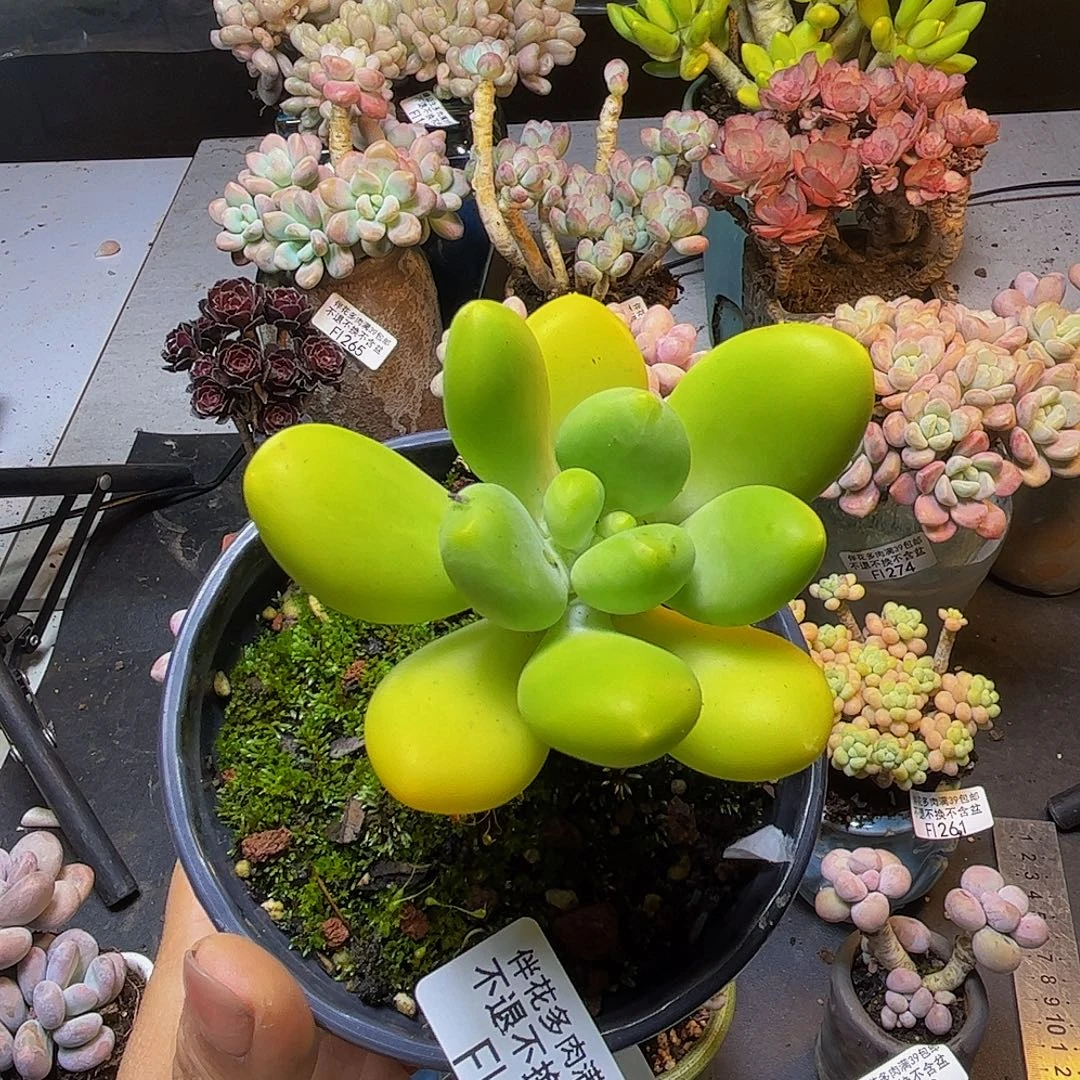 芒果奶酪金蟾280/5cm