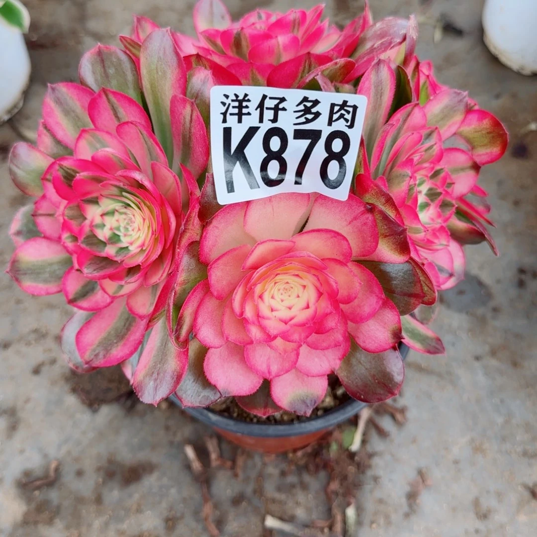 懒***园878荔枝法师园艺官服20左右2号福利款不售后
