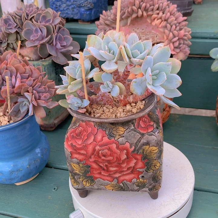 奶茶朵朵无砍自然小树