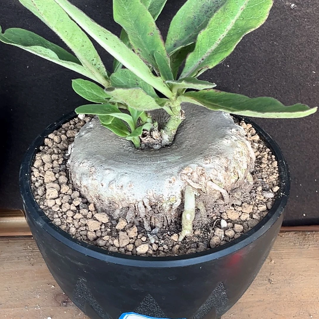 潮流植物园艺龙卵窟，10.1公分
