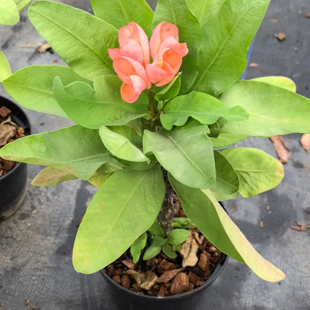 怀***念完全开放魔盒直播间一物一拍