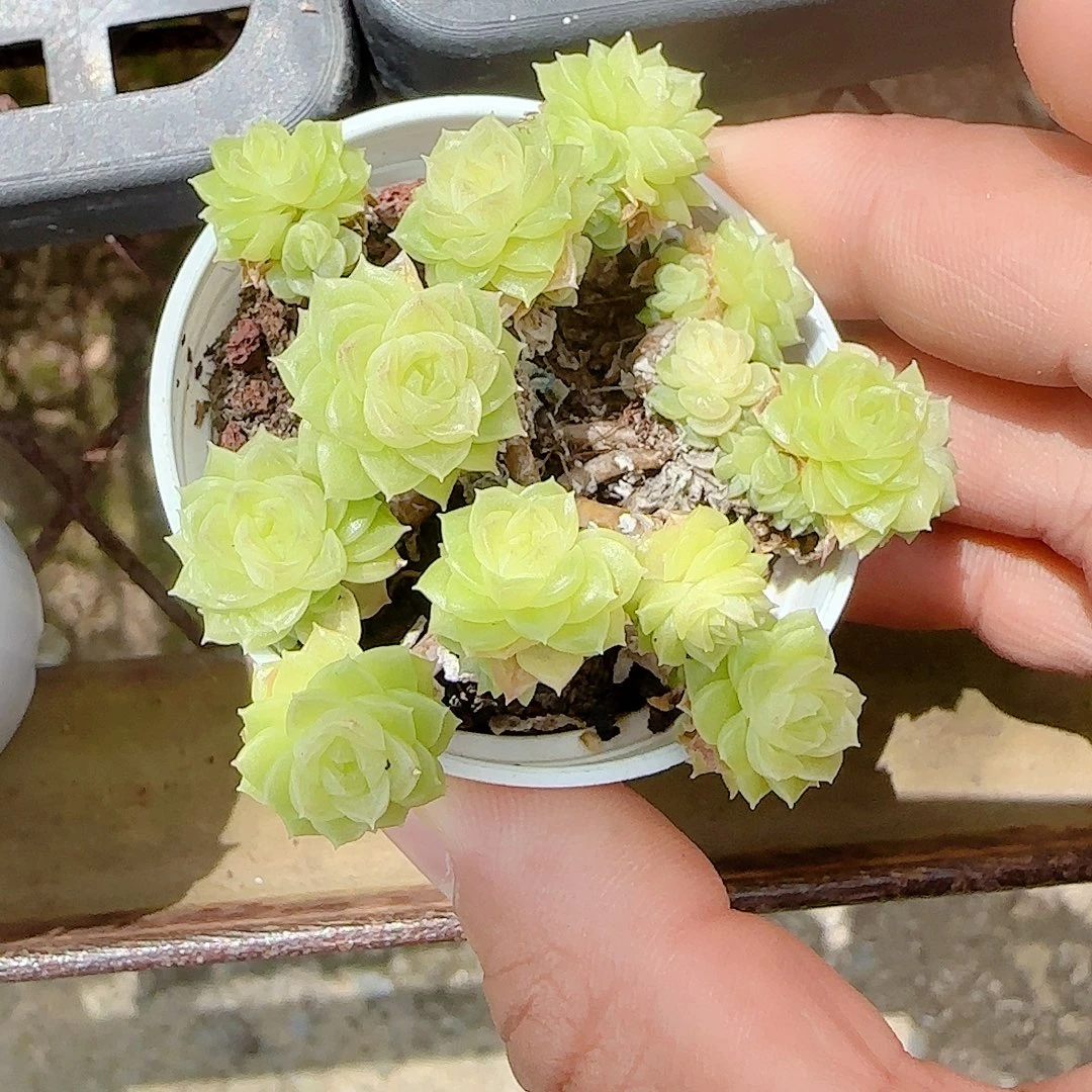 【闪购商品】0907-95玉透麦杆