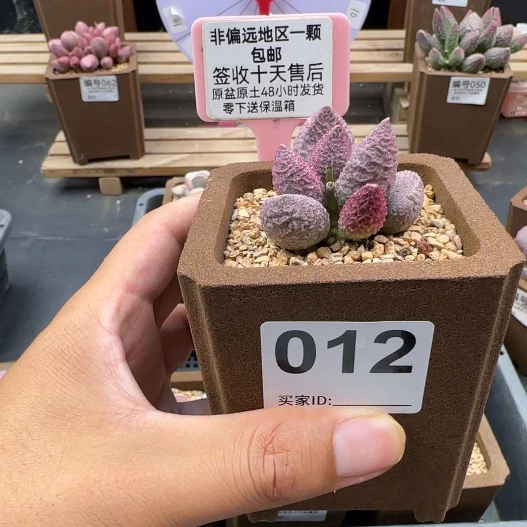 米*儿莫愁多肉012