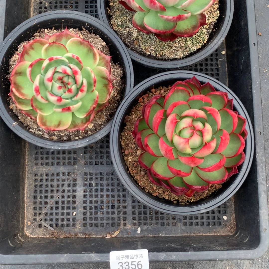 3356一物一拍3颗不售后