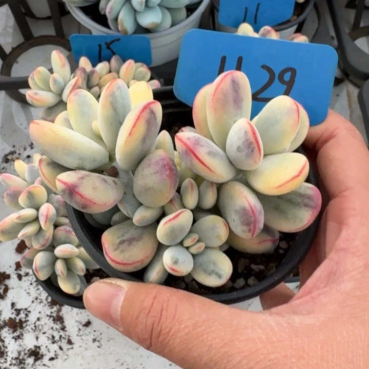 1129夫妇大帅哥哈哈哈哥哥