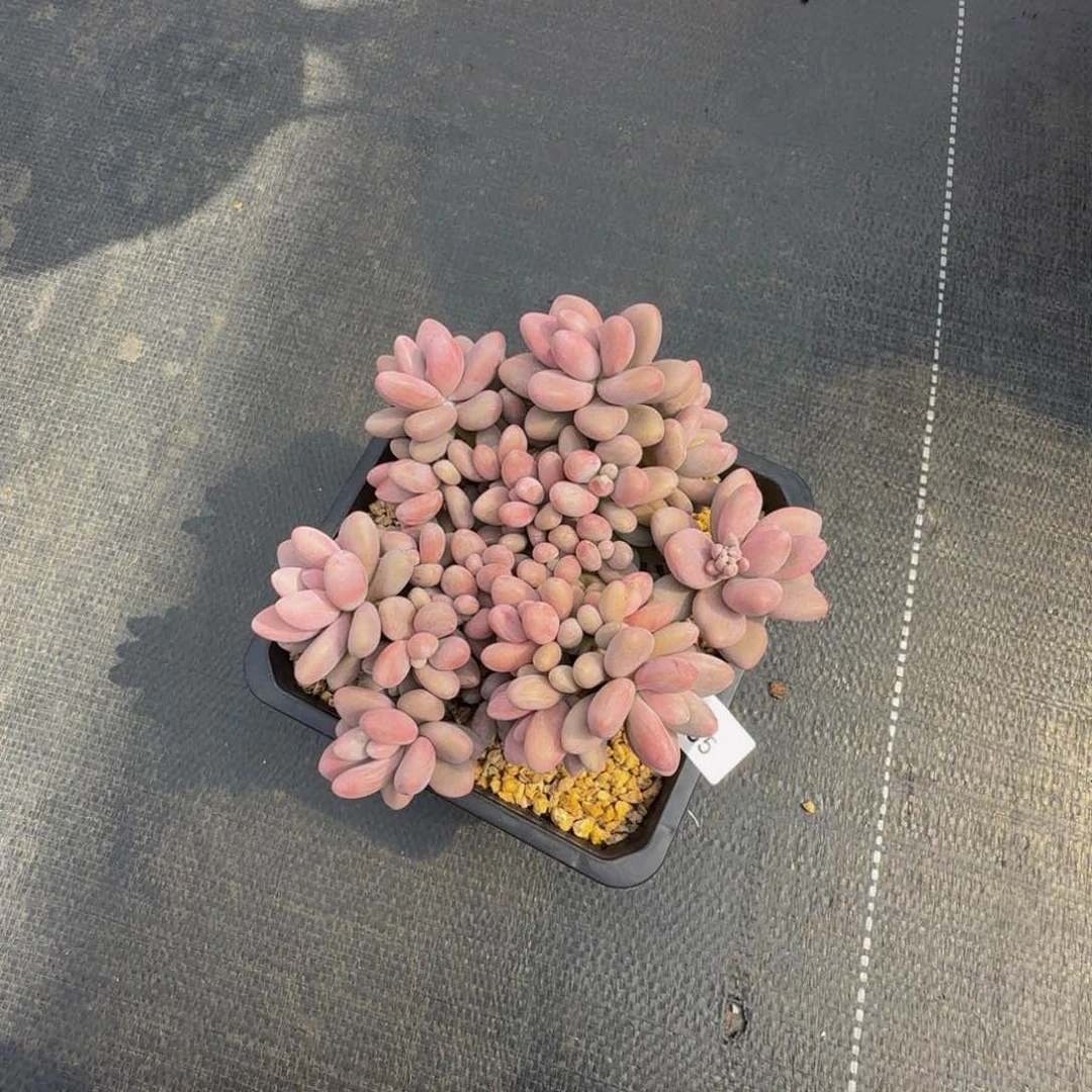 香*吖c c c c c c c c c 35