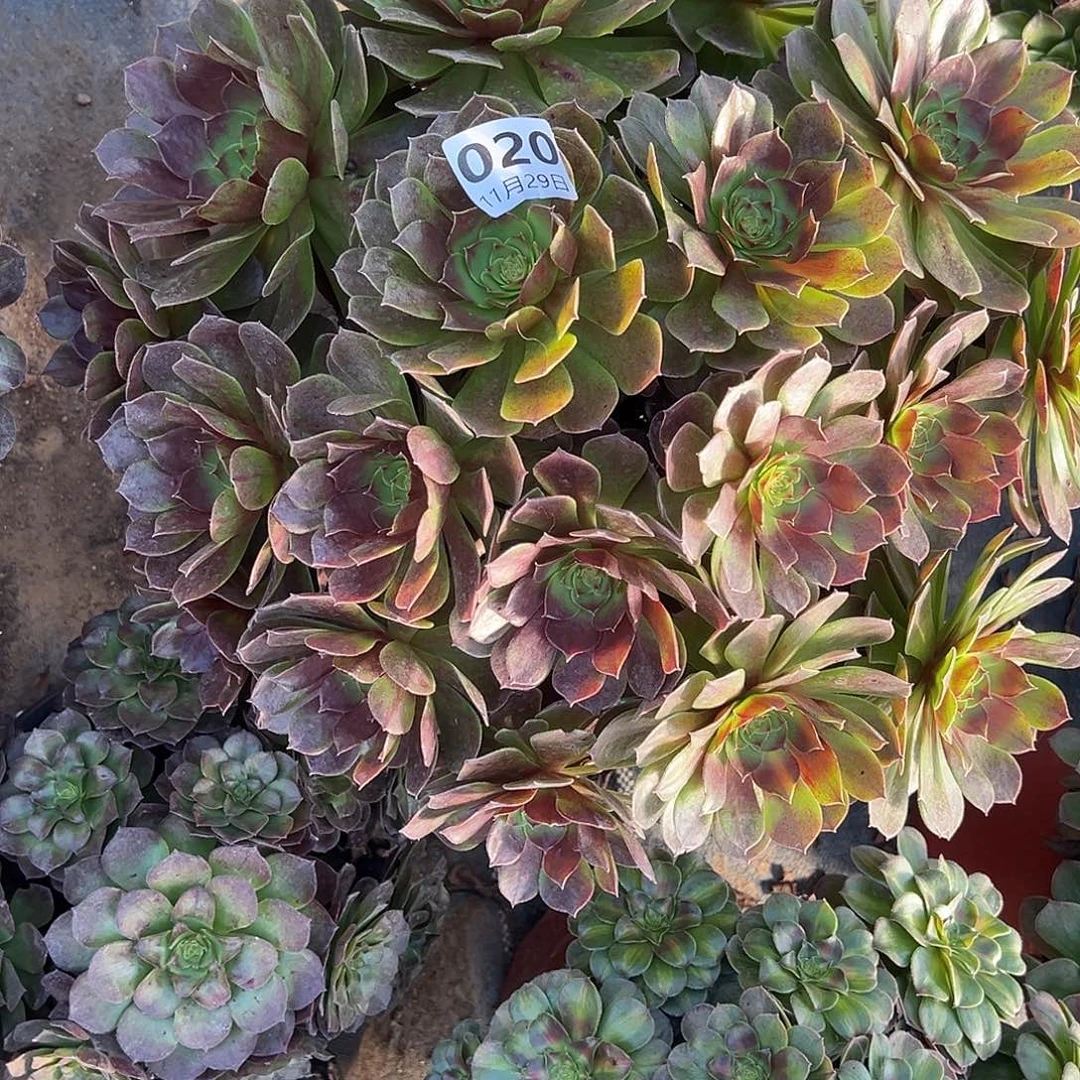 11.29-20万变异多肉