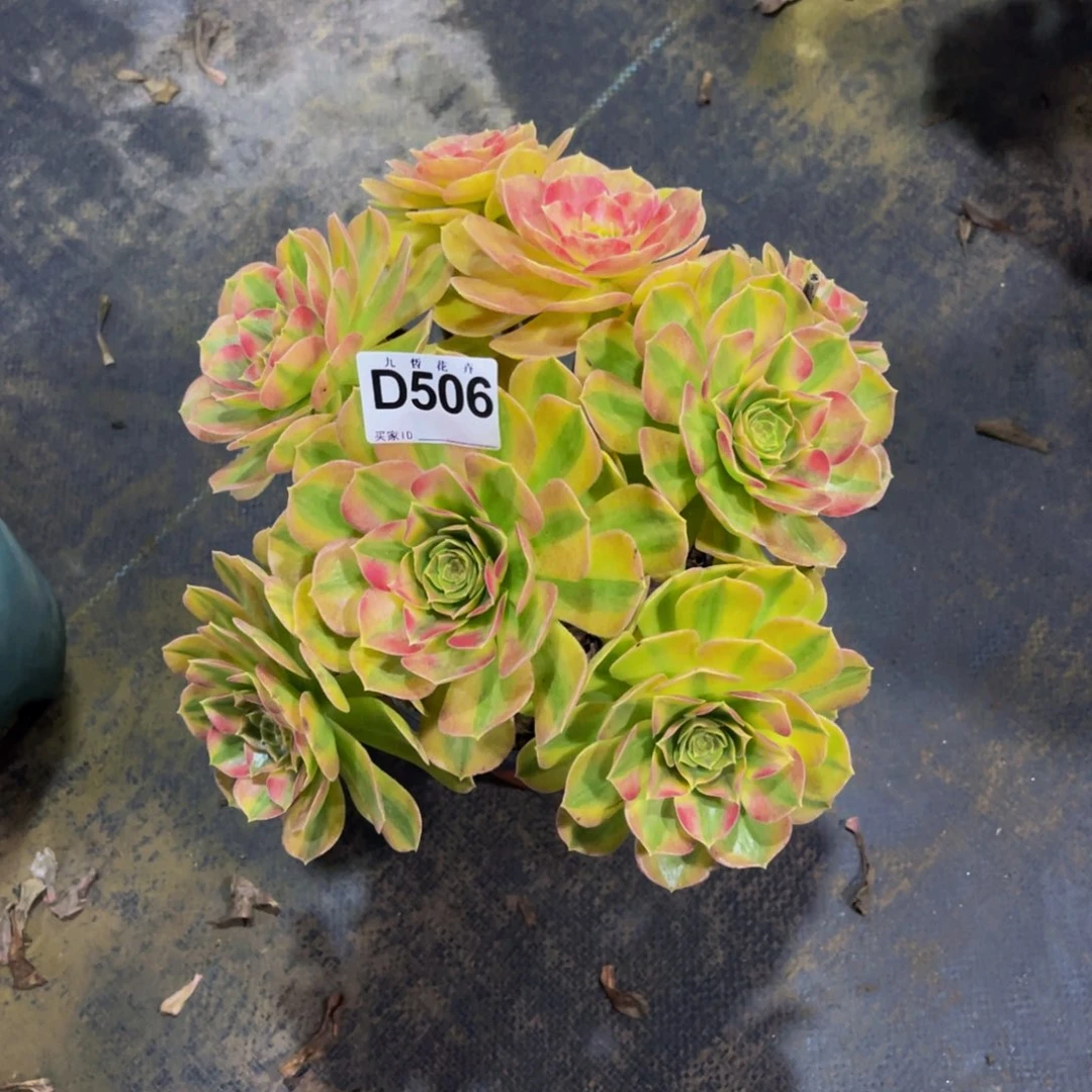 风***舟50600雨荷福利可以拍